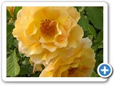 honey deijore or Julia's rose